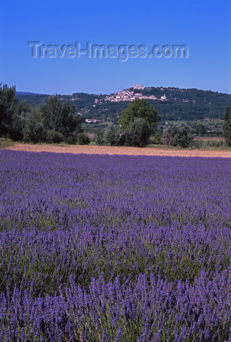 france91: Lacoste, Vaucluse, PACA, France: lavender field - Lavandula angustifolia cultivar used extensively in herbalism - flowering plants in the mint family - Les Monts de Vaucluse - photo by A.Bartel - (c) Travel-Images.com - Stock Photography agency - Image Bank