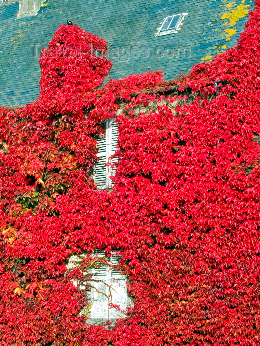 france969: Carentan, Manche, Basse-Normandie, France: house clad in red ivy - town outskirts - photo by A.Bartel - (c) Travel-Images.com - Stock Photography agency - Image Bank