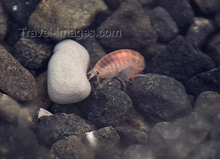 franz-josef43: Franz Josef Land Krill in shallow water, Hall Island - Arkhangelsk Oblast, Northwestern Federal District, Russia - photo by Bill Cain - (c) Travel-Images.com - Stock Photography agency - Image Bank