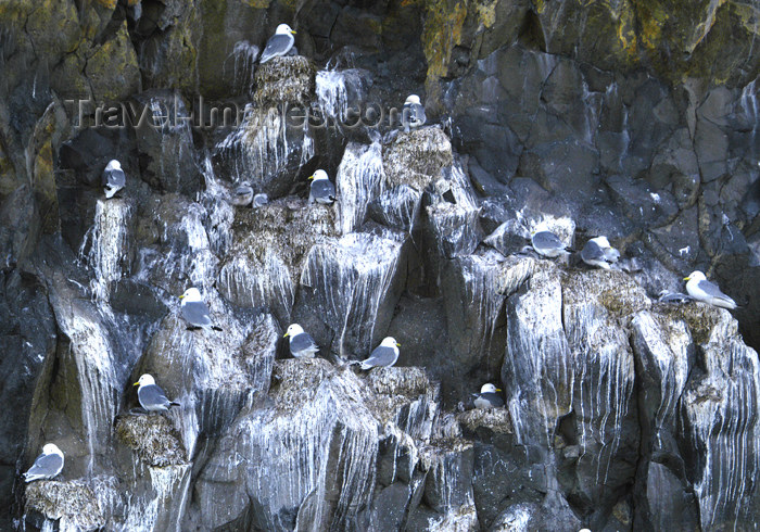 franz-josef48: Franz Josef Land Nesting terns, Rubini Rock - Arkhangelsk Oblast, Northwestern Federal District, Russia - photo by Bill Cain - (c) Travel-Images.com - Stock Photography agency - Image Bank