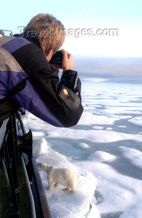 franz-josef58: Franz Josef Land Polar Bear being photogarphed from ship - Arkhangelsk Oblast, Northwestern Federal District, Russia - photo by Bill Cain - (c) Travel-Images.com - Stock Photography agency - Image Bank