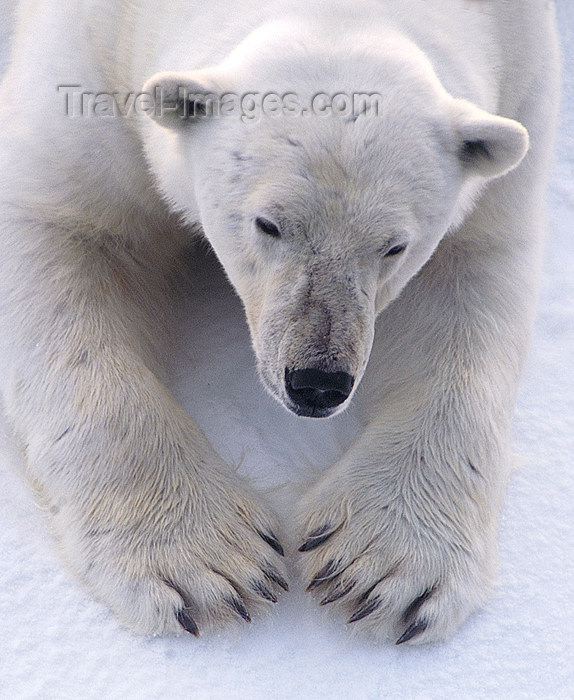 franz-josef59: Franz Josef Land Polar Bear Close-up - Arkhangelsk Oblast, Northwestern Federal District, Russia - photo by Bill Cain - (c) Travel-Images.com - Stock Photography agency - Image Bank