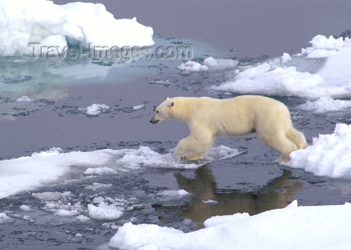 franz-josef61: Franz Josef Land Polar Bear jumping between ice flows - Arkhangelsk Oblast, Northwestern Federal District, Russia - photo by Bill Cain - (c) Travel-Images.com - Stock Photography agency - Image Bank