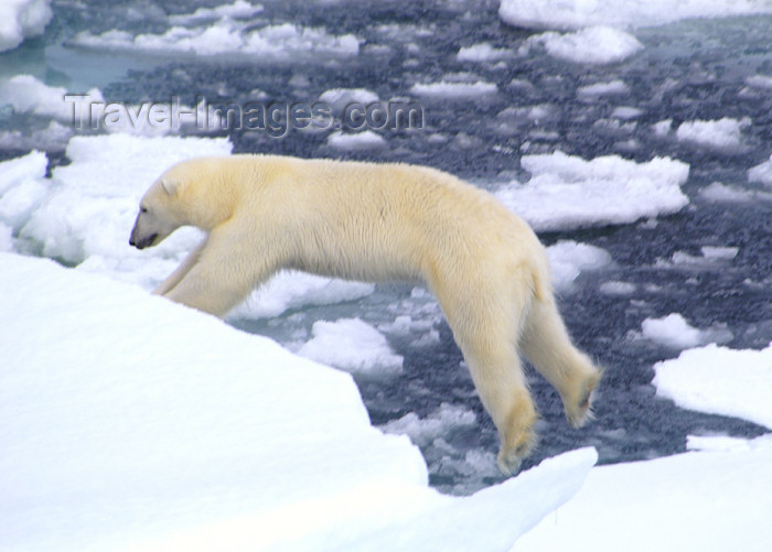 franz-josef62: Franz Josef Land Polar Bear leaping between ice flows - Arkhangelsk Oblast, Northwestern Federal District, Russia - photo by Bill Cain - (c) Travel-Images.com - Stock Photography agency - Image Bank