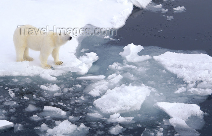 franz-josef63: Franz Josef Land Polar Bear on edge of ice flow - Arkhangelsk Oblast, Northwestern Federal District, Russia - photo by Bill Cain - (c) Travel-Images.com - Stock Photography agency - Image Bank