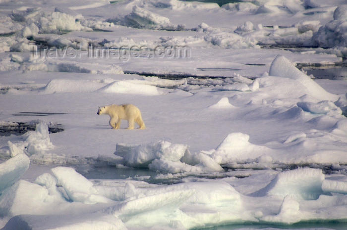 franz-josef64: Franz Josef Land Polar Bear on pack ice from ship - Arkhangelsk Oblast, Northwestern Federal District, Russia - photo by Bill Cain - (c) Travel-Images.com - Stock Photography agency - Image Bank