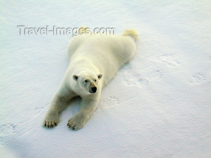 franz-josef65: Franz Josef Land Polar Bear Outstretched on ice - Arkhangelsk Oblast, Northwestern Federal District, Russia - photo by Bill Cain - (c) Travel-Images.com - Stock Photography agency - Image Bank