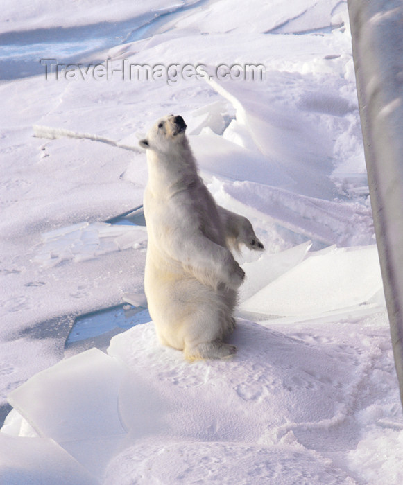 franz-josef66: Franz Josef Land Polar Bear sitting up next to ship - Arkhangelsk Oblast, Northwestern Federal District, Russia - photo by Bill Cain - (c) Travel-Images.com - Stock Photography agency - Image Bank