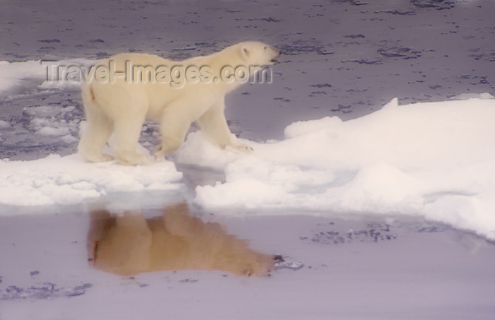 franz-josef67: Franz Josef Land Polar Bear walking on ice flows with reflection - Arkhangelsk Oblast, Northwestern Federal District, Russia - photo by Bill Cain - (c) Travel-Images.com - Stock Photography agency - Image Bank