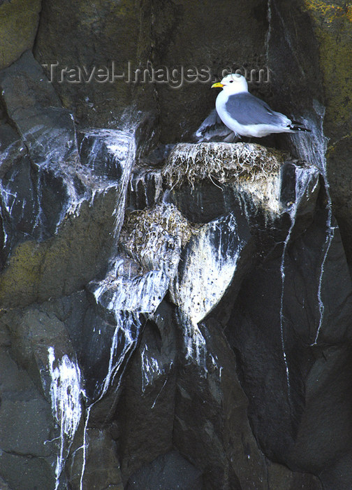 franz-josef77: Franz Josef Land Single nesting tern, Rubinin Rock - Arkhangelsk Oblast, Northwestern Federal District, Russia - photo by Bill Cain - (c) Travel-Images.com - Stock Photography agency - Image Bank