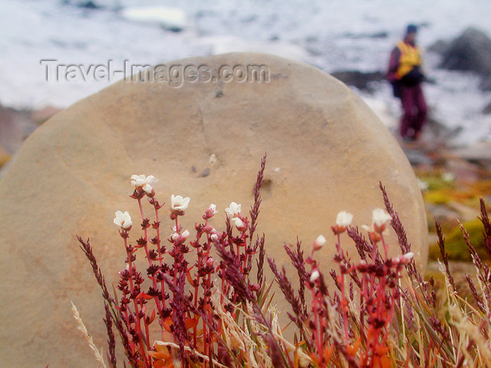 franz-josef78: Franz Josef Land Spherical boulder & wildflowers, Champ Island - Arkhangelsk Oblast, Northwestern Federal District, Russia - photo by Bill Cain - (c) Travel-Images.com - Stock Photography agency - Image Bank