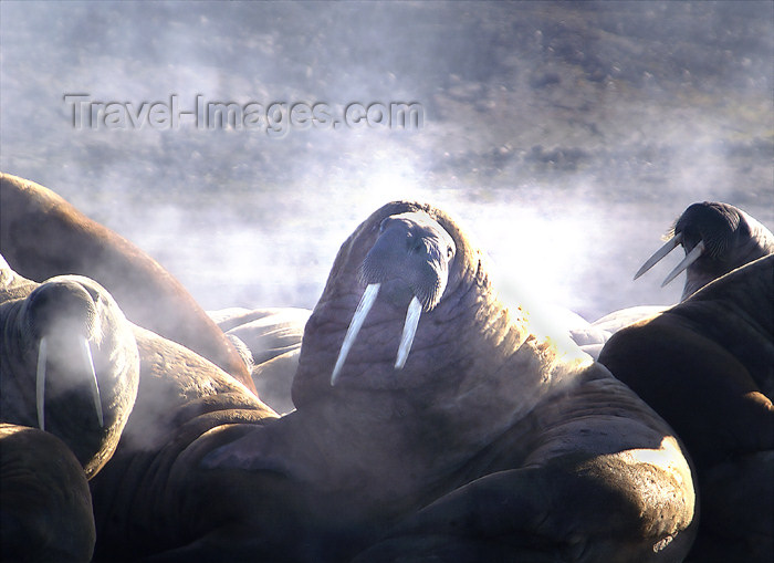 franz-josef81: Franz Josef Land Steaming Walruses - Arkhangelsk Oblast, Northwestern Federal District, Russia - photo by Bill Cain - (c) Travel-Images.com - Stock Photography agency - Image Bank