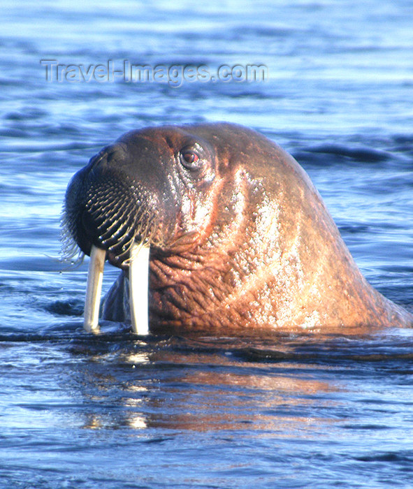 franz-josef89: Franz Josef Land Walrus with head out of water - Arkhangelsk Oblast, Northwestern Federal District, Russia - photo by Bill Cain - (c) Travel-Images.com - Stock Photography agency - Image Bank
