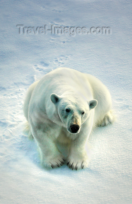 franz-josef9: Russia - Franz Josef Land: Polar Bear looking at ship (photo by Bill Cain) - (c) Travel-Images.com - Stock Photography agency - Image Bank