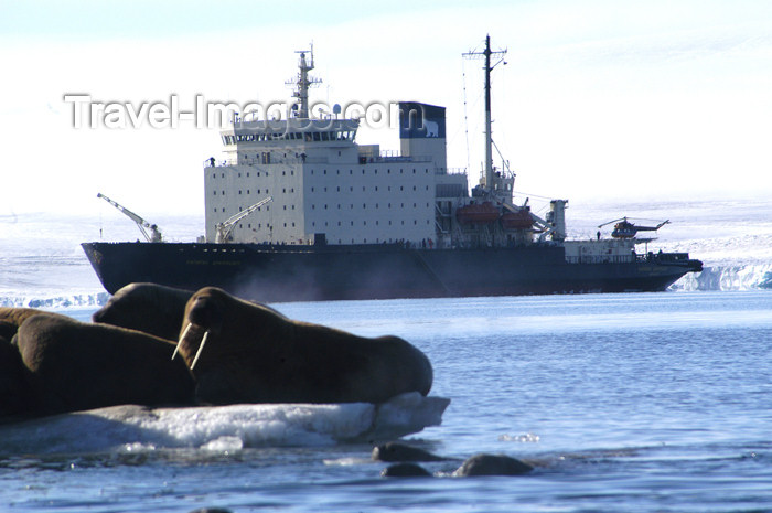 franz-josef91: Franz Josef Land Walruses on ice flow with ship in background - Arkhangelsk Oblast, Northwestern Federal District, Russia - photo by Bill Cain - (c) Travel-Images.com - Stock Photography agency - Image Bank