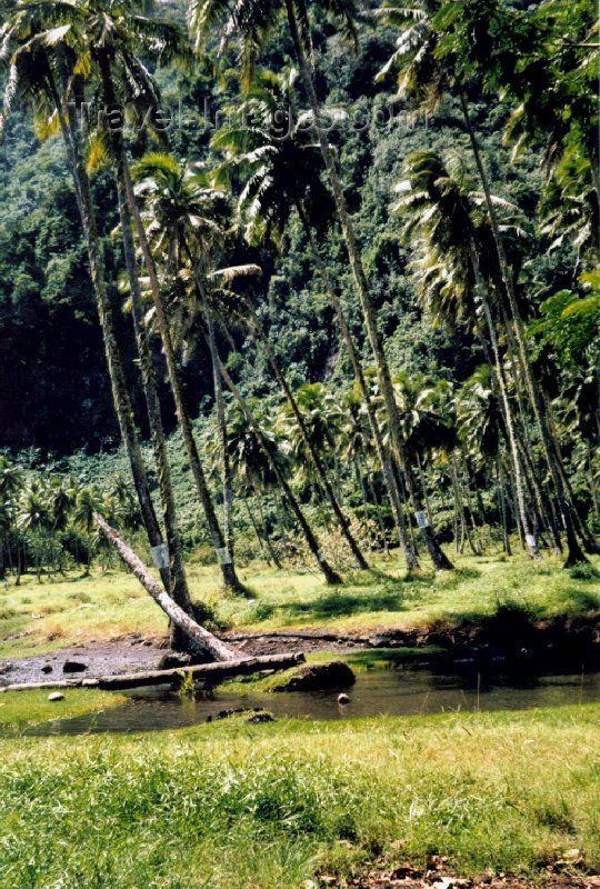 french-polynesia1: French Polynesia - Tahiti (Society islands, iles du vent): rainforest near Teahupoo - photo by K.Pajta - (c) Travel-Images.com - Stock Photography agency - Image Bank