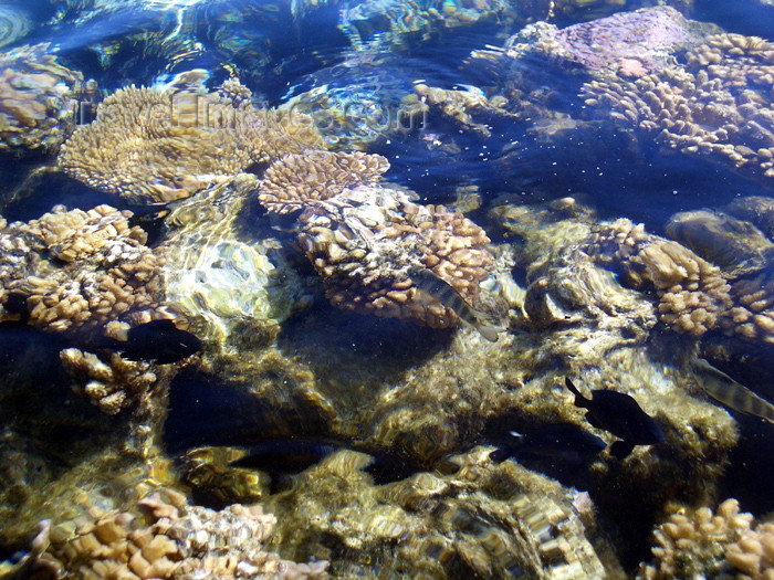 french-polynesia113: French Polynesia - Moorea / MOZ (Society islands, iles du vent): coral in a lagoon - photo by R.Ziff - (c) Travel-Images.com - Stock Photography agency - Image Bank