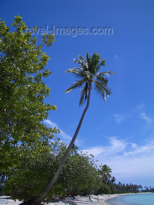 french-polynesia118: French Polynesia - Moorea / MOZ (Society islands, iles du vent): vegetation along the beach - photo by R.Ziff - (c) Travel-Images.com - Stock Photography agency - Image Bank