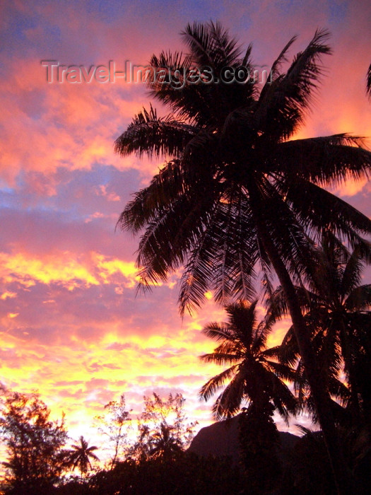 french-polynesia119: French Polynesia - Moorea / MOZ (Society islands, iles du vent): palms at dusk - photo by R.Ziff - (c) Travel-Images.com - Stock Photography agency - Image Bank