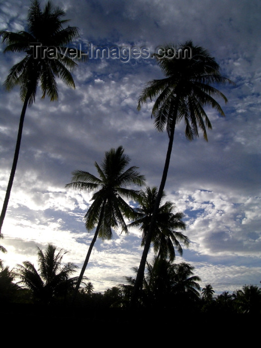 french-polynesia123: French Polynesia - Moorea / MOZ (Society islands, iles du vent): palms and cloudy sky - photo by R.Ziff - (c) Travel-Images.com - Stock Photography agency - Image Bank