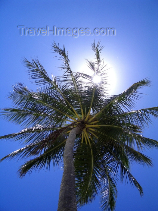 french-polynesia22: French Polynesia - Moorea / MOZ (Society islands, iles du vent): Moorea: palm under the sun - photo by R.Ziff - (c) Travel-Images.com - Stock Photography agency - Image Bank