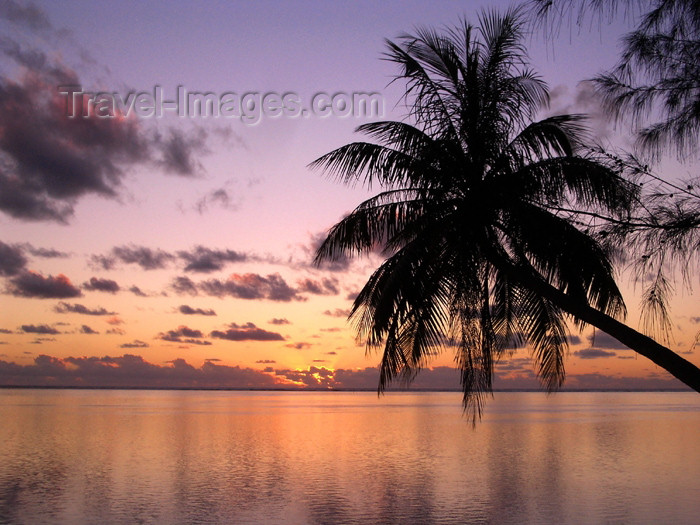 french-polynesia26: French Polynesia - Moorea / MOZ (Society islands, iles du vent): Polynesian palm in the evening - photo by R.Ziff - (c) Travel-Images.com - Stock Photography agency - Image Bank