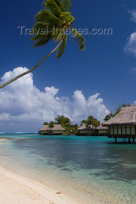 french-polynesia3: Papetoai, Moorea, French Polynesia: InterContinental Hotel - coconut tree over a perfect white sand beach - tropical resort - photo by D.Smith - (c) Travel-Images.com - Stock Photography agency - Image Bank