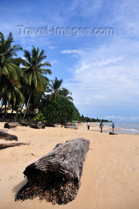 gabon17: Libreville, Estuaire Province, Gabon: rainforest log on the sand - abandoned by the the local timber industry after being washed ashore - Tropicana beach - Quartier Tahiti - photo by M.Torres - (c) Travel-Images.com - Stock Photography agency - Image Bank