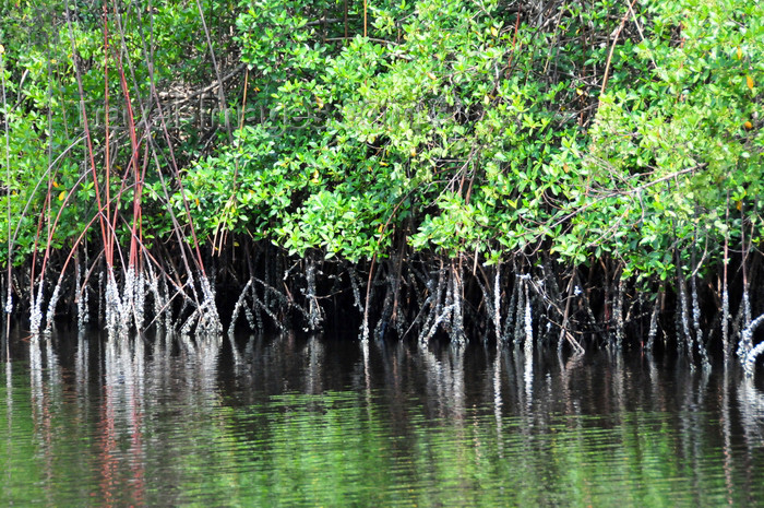 gabon41: Gabon Estuary, Estuaire Province, Gabon: mangroves grow in the brackish water along the banks - Gabon River - Komo Estuary - photo by M.Torres - (c) Travel-Images.com - Stock Photography agency - Image Bank