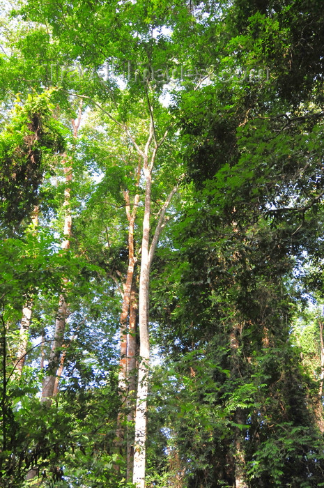 gabon43: Wonga-Wongue reserve, Ogooué-Maritime, Gabon: canopy of the tropical forest - photo by M.Torres - (c) Travel-Images.com - Stock Photography agency - Image Bank