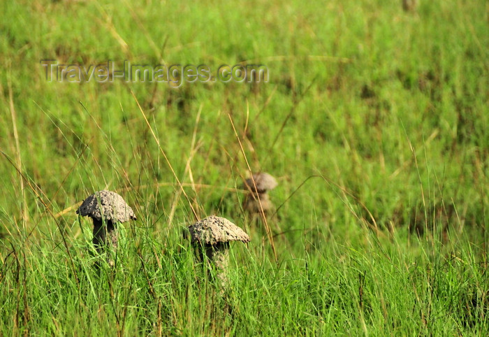 gabon44: Wonga-Wongue reserve, Ogooué-Maritime, Gabon: termite hills look like mushrooms - photo by M.Torres - (c) Travel-Images.com - Stock Photography agency - Image Bank