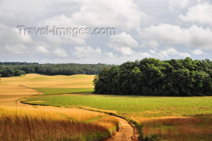 gabon45: Wonga-Wongue reserve, Ogooué-Maritime, Gabon: forest and meadows - photo by M.Torres - (c) Travel-Images.com - Stock Photography agency - Image Bank