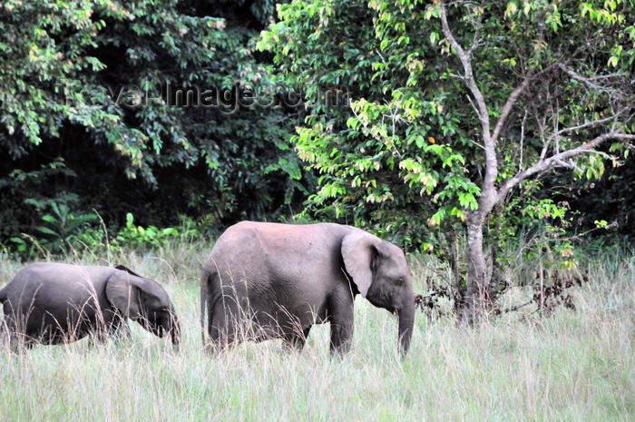 gabon46: Wonga-Wongue reserve, Ogooué-Maritime, Gabon: elephants - mother and son - African Forest Elephant - Loxodonta cyclotis - photo by M.Torres - (c) Travel-Images.com - Stock Photography agency - Image Bank