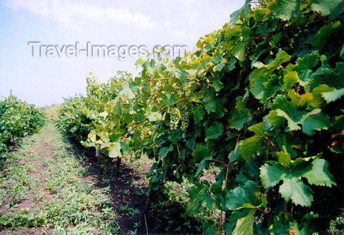 gagauzia19: Gagauzia, Moldova: vineyards - wine production is an old tradtion in this area - photo by M.Torres - (c) Travel-Images.com - Stock Photography agency - Image Bank