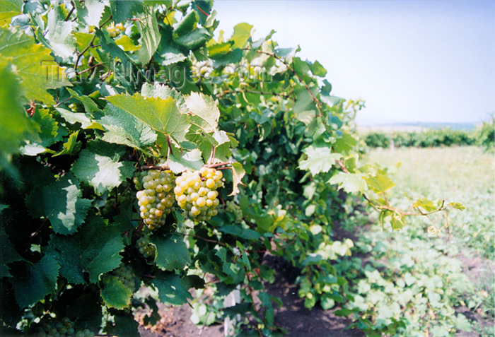 gagauzia20: Gagauzia, Moldova: vineyards - white grapes for winemaking - photo by M.Torres - (c) Travel-Images.com - Stock Photography agency - Image Bank