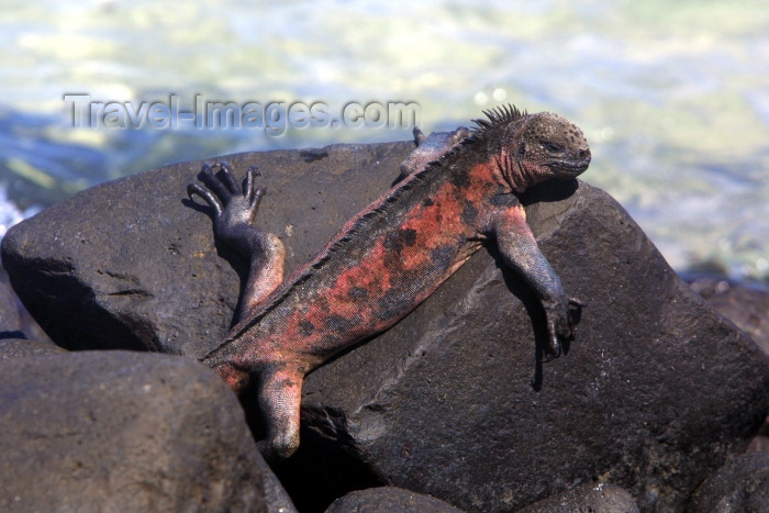 galapagos1: Galapagos Islands - Espanola island: red marine iguana on the basaltic rocks - family Iguanidae - photo by R.Eime - (c) Travel-Images.com - Stock Photography agency - Image Bank