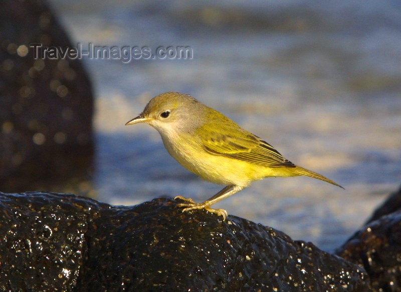 galapagos10: Galapagos Islands: yellow warbler - Dendroica petechia - photo by R.Eime - (c) Travel-Images.com - Stock Photography agency - Image Bank