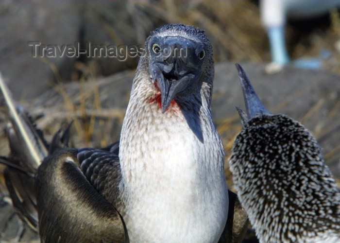galapagos11: Galapagos Islands: boobies engaged in a bloody battle - genus Sula - photo by R.Eime - (c) Travel-Images.com - Stock Photography agency - Image Bank
