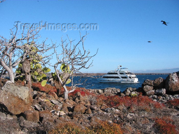 galapagos12: Galapagos Islands: cactus by the coast - photo by R.Eime - (c) Travel-Images.com - Stock Photography agency - Image Bank