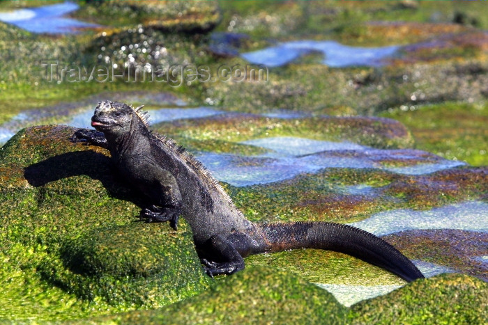 galapagos13: Galapagos Islands - Santa Cruz island: marine iguana (amblyrhynchus cristatus) feeds on algae growing on rocks - evolution - photo by R.Eime - (c) Travel-Images.com - Stock Photography agency - Image Bank