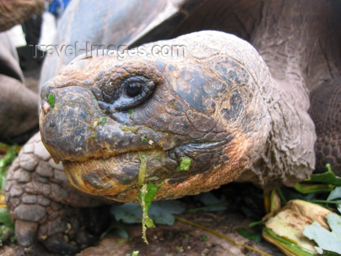 galapagos14: Galapagos Islands: giant tortoise (geochelone elephantopus) eyes the camera during a meal break at the Charles Darwin Research Station - photo by R.Eime - (c) Travel-Images.com - Stock Photography agency - Image Bank