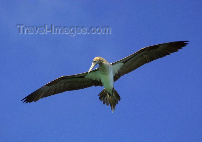 galapagos16: Galapagos Islands, Ecuador: plunging booby - photo by R.Eime - (c) Travel-Images.com - Stock Photography agency - Image Bank