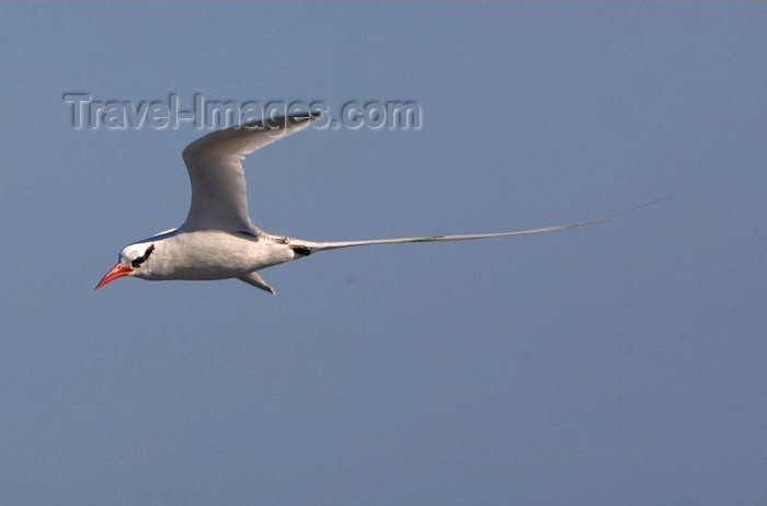 galapagos17: Galapagos Islands: Red Billed Tropicbird or Boatswain Bird - in flight - Phaethon aethereus - photo by R.Eime - (c) Travel-Images.com - Stock Photography agency - Image Bank