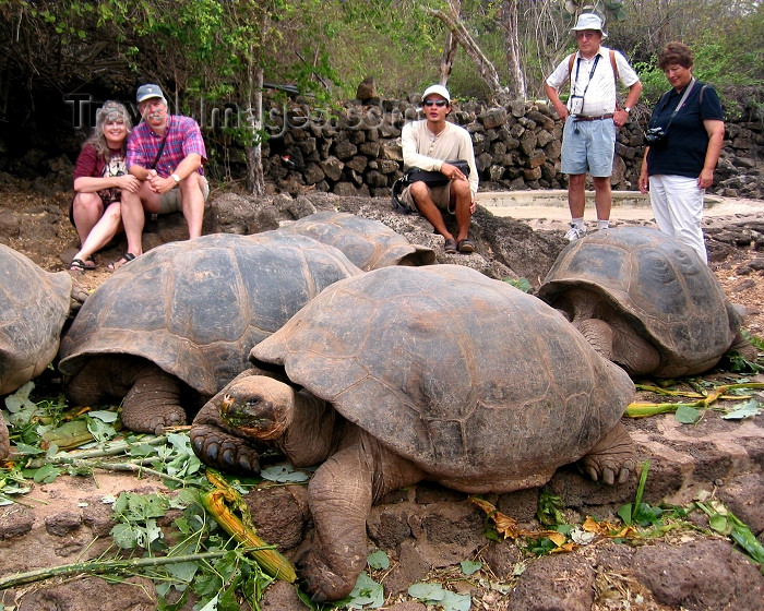 galapagos20: Galapagos Islands: visitors observe very large male giant tortoises at the Charles Darwin Research Station - photo by R.Eime - (c) Travel-Images.com - Stock Photography agency - Image Bank