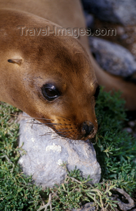 galapagos22: Plazas Island, Galapagos Islands, Ecuador: a young Galapagos Sea Lion pup (Zalophus californianus) - head on a rock - photo by C.Lovell - (c) Travel-Images.com - Stock Photography agency - Image Bank