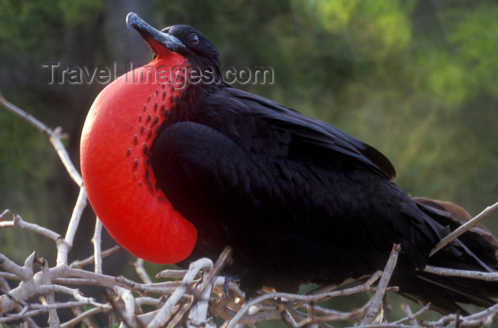 galapagos23: Plazas Island, Galapagos Islands, Ecuador: male Frigate bird (Frigata minor) displaying its colorful red pouch in a mating ritual - photo by C.Lovell - (c) Travel-Images.com - Stock Photography agency - Image Bank