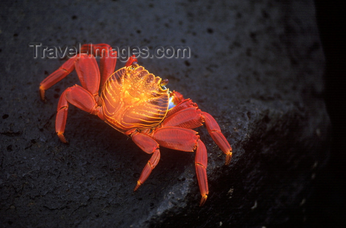 galapagos24: Plazas Island, Galapagos Islands, Ecuador: the Sally Lightfoot Crab (Grapsus grapsus) is black when young, but turns a brilliant red at maturity - photo by C.Lovell - (c) Travel-Images.com - Stock Photography agency - Image Bank