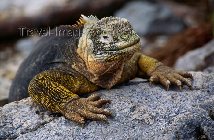 galapagos25: Plazas Island, Galapagos Islands, Ecuador: the Galapagos Land Iguana (Conolophus pallidus) feeds mainly on prickly pear cactus - photo by C.Lovell - (c) Travel-Images.com - Stock Photography agency - Image Bank