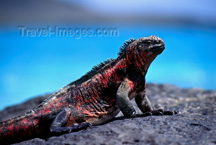 galapagos26: Isla Santa Fé, Galapagos Islands, Ecuador: the Galapagos Marine Iguana (Amblyrhynchus cristatus) is the only sea-going lizard in the world - photo by C.Lovell - (c) Travel-Images.com - Stock Photography agency - Image Bank