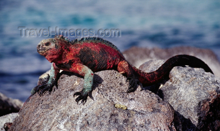 galapagos27: Isla Santa Fé / Barrington Island, Galapagos Islands, Ecuador: the Galapagos Marine Iguana (Amblyrhynchus cristatus) on a rock by the sea - the only sea-going lizard in the world - photo by C.Lovell - (c) Travel-Images.com - Stock Photography agency - Image Bank